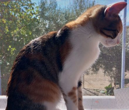 Lucinda, geb. ca. 04/2024, lebt in GRIECHENLAND, auf einer privaten Pflegestelle