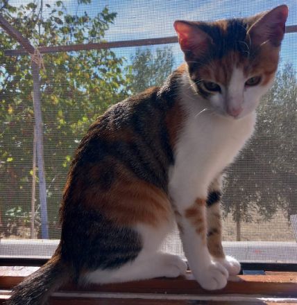 Lucinda, geb. ca. 04/2024, lebt in GRIECHENLAND, auf einer privaten Pflegestelle