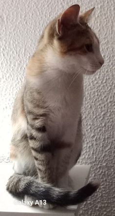 Lucinda, geb. ca. 04/2024, lebt in GRIECHENLAND, auf einer privaten Pflegestelle