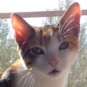 Lucinda, geb. ca. 04/2024, lebt in GRIECHENLAND, auf einer privaten Pflegestelle