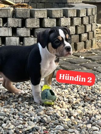 Very important Bully's (  Pocket Bullys )