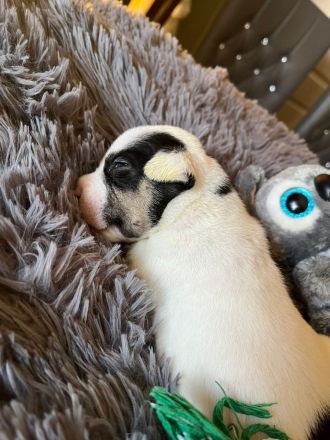 Very important Bully's ( Pocket Bullys )