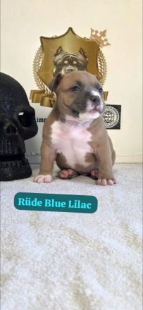 Very important Bully's ( Pocket Bullys )