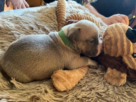 Very important Bully's ( Pocket Bullys )