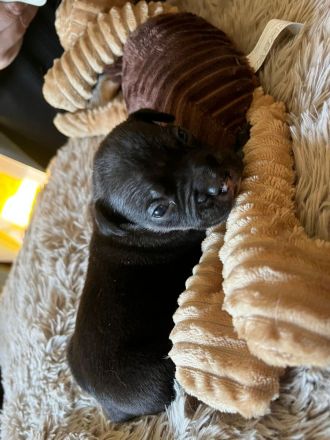 Very important Bully's ( Pocket Bullys )