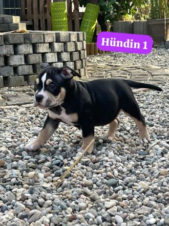 Very important Bully's (  Pocket Bullys )