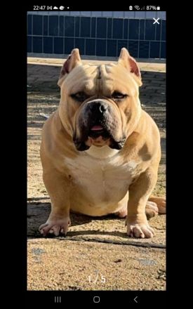 Very important Bully's (  Pocket Bullys )