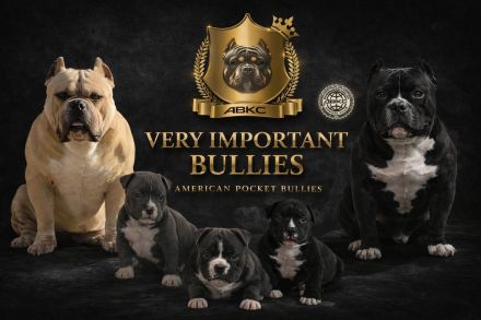 Very important Bully's (  Pocket Bullys )