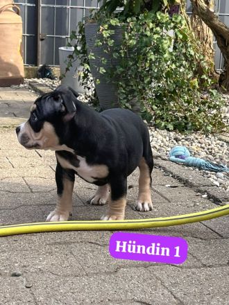 Very important Bully's (  Pocket Bullys )