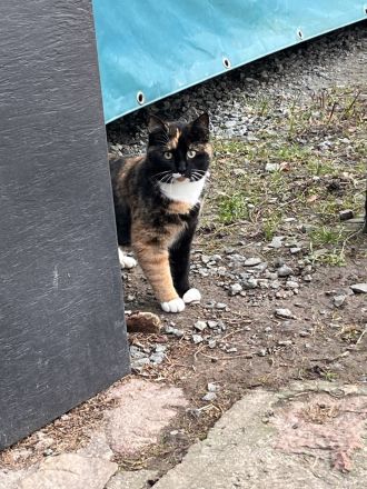 Dreifarbige Katze und schwarz/weißer Kater suchen ein schönes zu Hause