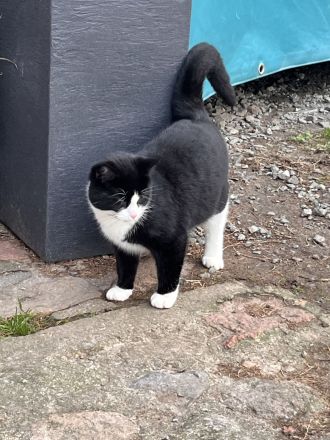 Dreifarbige Katze und schwarz/weißer Kater suchen ein schönes zu Hause