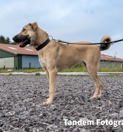 Kaya - Sehnsucht nach einem Zuhause