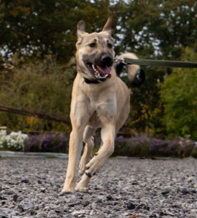 Kaya - Sehnsucht nach einem Zuhause