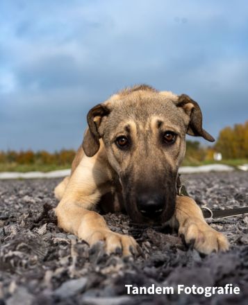 Kaya - Sehnsucht nach einem Zuhause