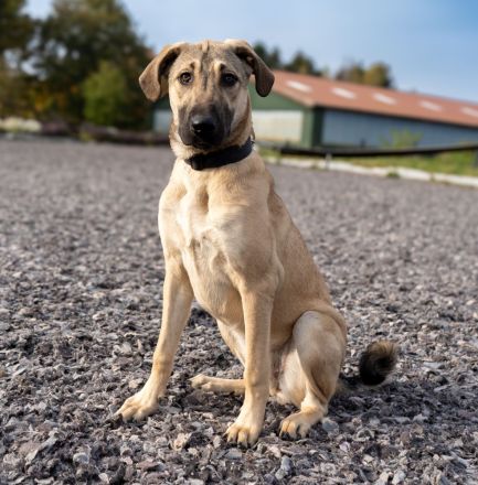 Kaya - Sehnsucht nach einem Zuhause