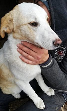 Tilly,  suchen ein Kuschelkörbchen