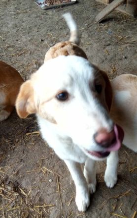 Tilly,  suchen ein Kuschelkörbchen