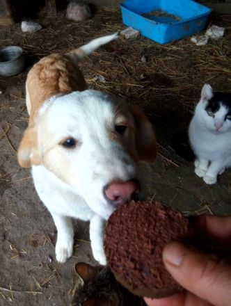 Tilly,  suchen ein Kuschelkörbchen