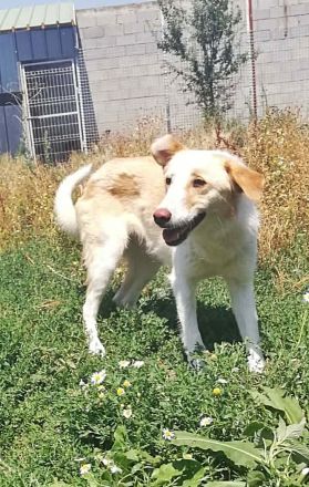 Tilly,  sucht ein Kuschelkörbchen