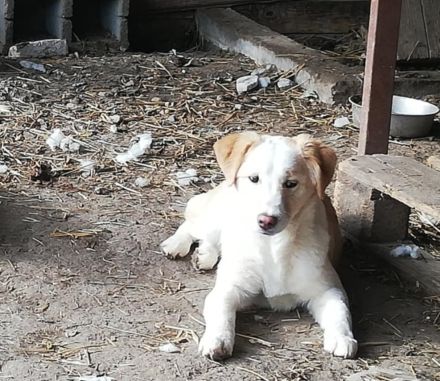 Tilly,  suchen ein Kuschelkörbchen