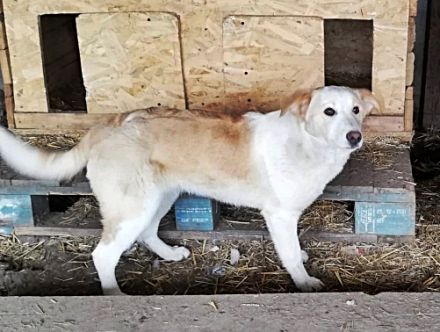 Tilly,  suchen ein Kuschelkörbchen