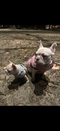 Freiatmende Französische Bullldoggen Welpen in Sonderfarbe