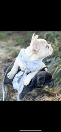 Freiatmende Französische Bullldoggen Welpen in Sonderfarbe