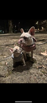 Freiatmende Französische Bullldoggen Welpen in Sonderfarbe