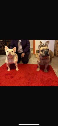 Freiatmende Französische Bullldoggen Welpen in Sonderfarbe