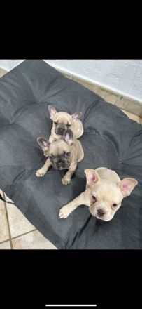 Freiatmende Französische Bullldoggen Welpen in Sonderfarbe