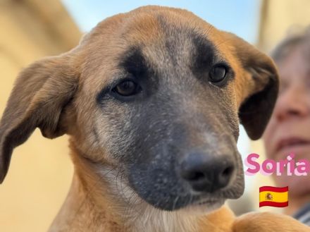 Soria, Silvia, und Atún 09/24 - kleine Findlinge suchen Zuhause