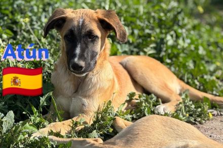 Soria, Silvia, und Atún 09/24 - kleine Findlinge suchen Zuhause