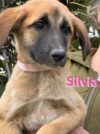 Soria, Silvia, und Atún 09/24 - kleine Findlinge suchen Zuhause