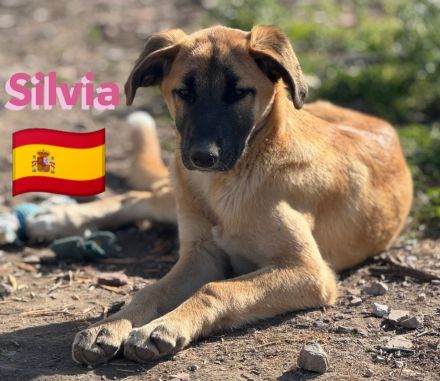 Soria, Silvia, und Atún 09/24 - kleine Findlinge suchen Zuhause