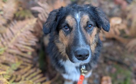 Goofy möchte endlich ankommen