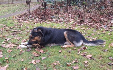 Goofy möchte endlich ankommen