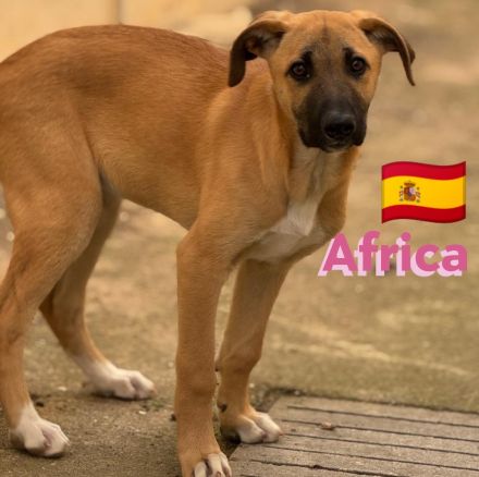 Africa und Tomillo 09/24 - Rasselbande sucht ihre Familien