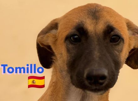 Africa und Tomillo 09/24 - Rasselbande sucht ihre Familien