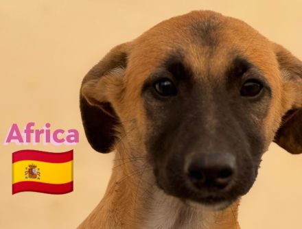 Africa und Tomillo 09/24 - Rasselbande sucht ihre Familien