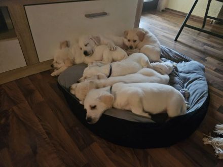 Labrador goldi mix Welpen