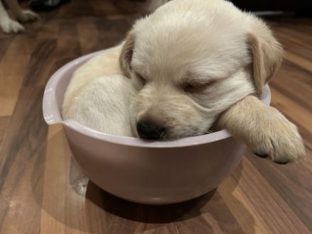 Labrador goldi mix Welpen