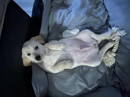 Labrador goldi mix Welpen