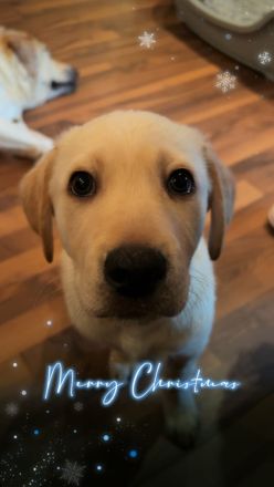 Labrador goldi mix Welpen