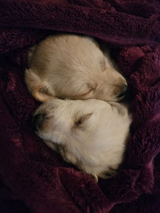 Labrador goldi mix Welpen