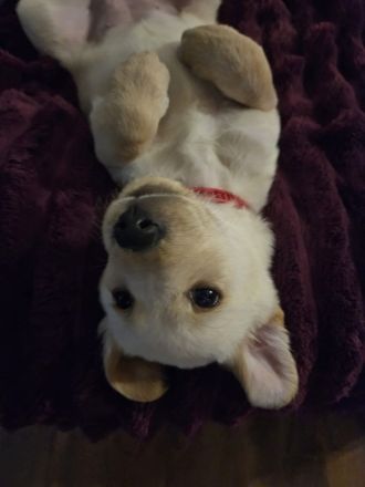 Labrador goldi mix Welpen