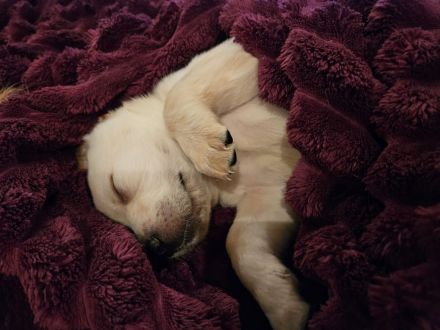 Labrador goldi mix Welpen