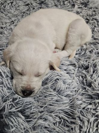 Labrador goldi mix Welpen