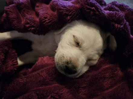 Labrador goldi mix Welpen