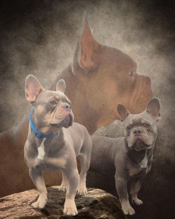 Deckrüde Isabella tan