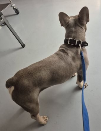 Deckrüde Isabella tan